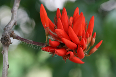Erythrina suberosa